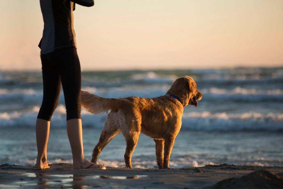 spiaggia cani sardegna quartu margine rosso